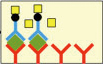 Enzymatic reaction