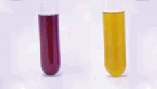 Detection of lactic acid bacteria in LA Broth