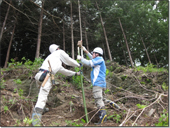 植えた苗木が倒れない様に支えをします。慣れない手つきながら、しっかり埋め込みます。