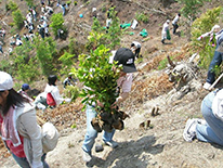 【直島植林活動】