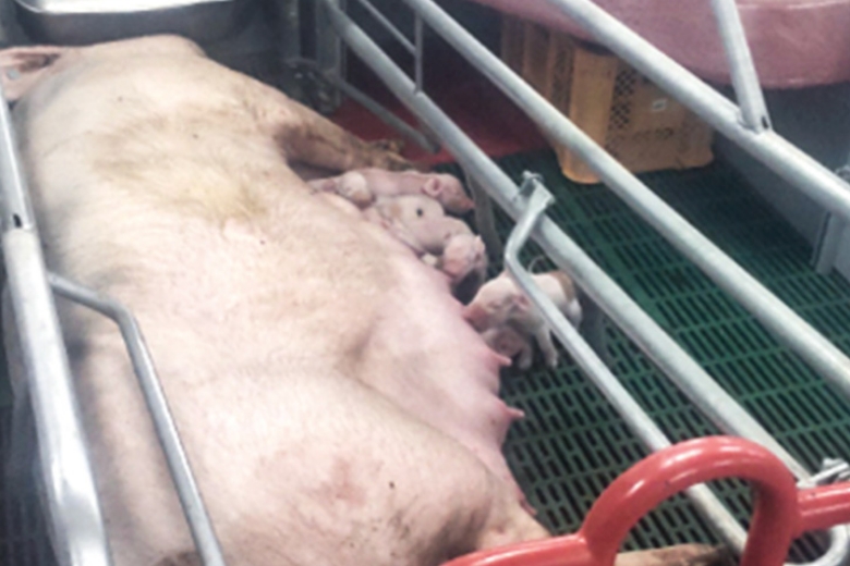 Photo of a sow and piglets in a movable farrowing crate.