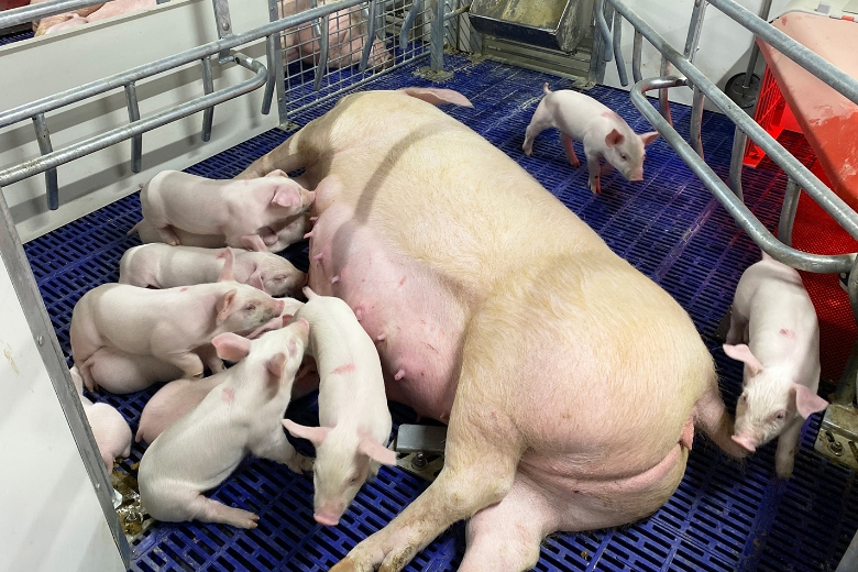 Photo of a sow and piglets in an open crate.