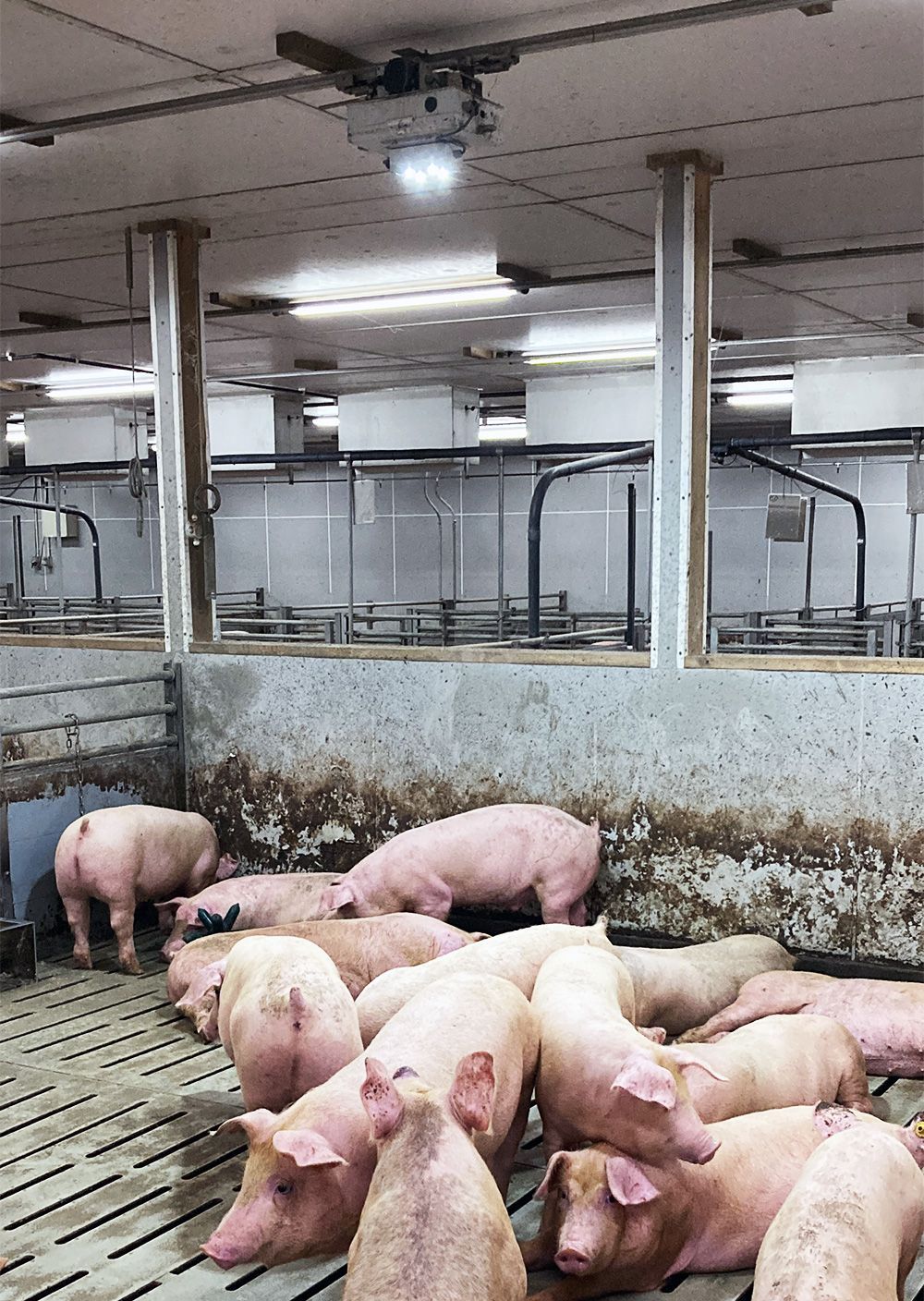 Photo of AI camera installed in the fattening sheds