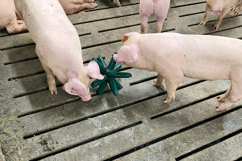 Photograph of pigs playing with toy