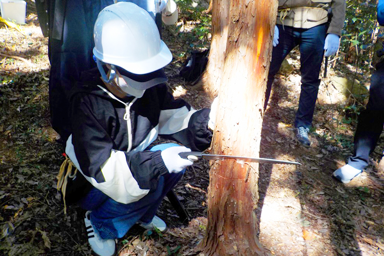 Photo of participants experiencing forest thinning operations
