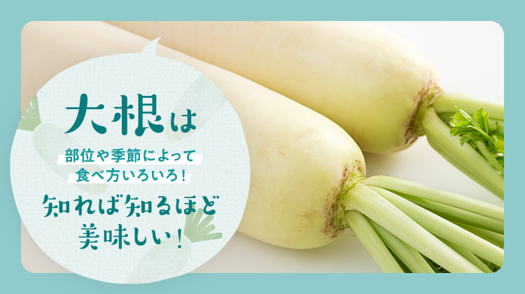 大根は部位や季節によって食べ方いろいろ！知れば知るほど美味しい！