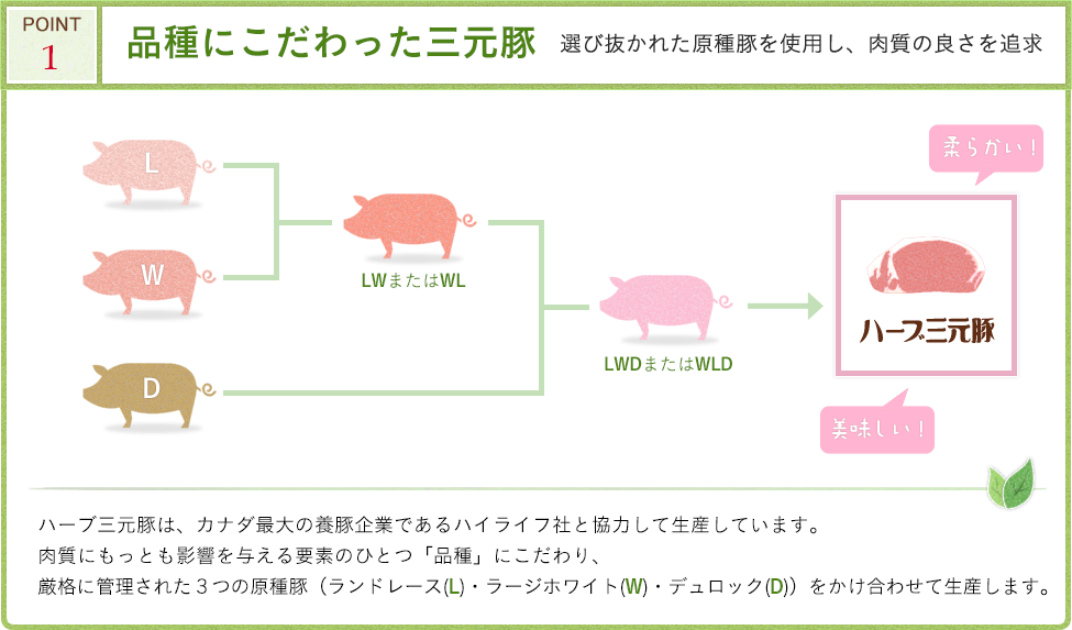 品種にこだわった三元豚